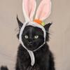 Maine Coon Stellas H Litter Females