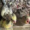 Cockatiels- handfeeding, ready when fully weaned