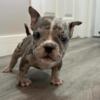 Micro Exotic Bully for sale
