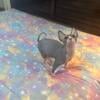 6 month old Sphynx Male Affectionate and Friendly