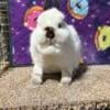 Himmie Netherland Dwarf herd dispersal