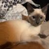 1 female Siamese kitten looking for a new home