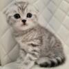 Scottish  fold and straight kittens