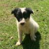 Trained Border Collie Puppies.