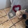 For sale, male Cockapoo Puppies