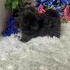 AKC small toy imperial standard shih tzu ffemale and male