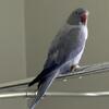 Cleartail Indian Ringneck Parakeets