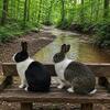 Pair of Dutch rabbits