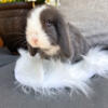 Stunning Vienna Marked Holland Lop Baby Bunnies