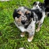 Border Collie/Mini Australian Shepherd pups