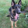 German Shepherd female Full AKC 14 mos old