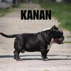 MICRO EXOTIC BULLY OPEN FOR STUD