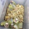 Sun cheeks and moon cheeks conure