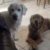 AKC Golden Retriever 2 girls left