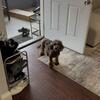 Mini Poodle