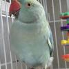 Hand Fed Indian Ringnecks
