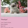 Purebred Ragdoll Kittens