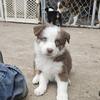 Australian shepherd pups