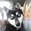 Adult Alaskan Klee Kai (Ruby)