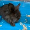 Brown Lionhead bunny for sale