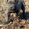 AKC/ICCF Cane Corso pups