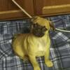 Pug mix male