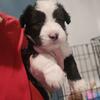 Puppies! Sheepdog/husky mix