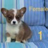 AKC Welch, Pembroke, corgi puppies