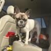 (Male) French Bulldog - intact