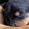 AKC Rottweiler PUPPIES Health tested