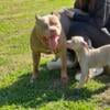 American Bully Stud Service