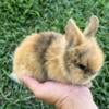 Lionhead bunnies available!