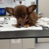 Long haired Chocolate Boy Chihuahua Puppy (Teacup)