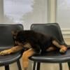 German shepherd female puppy !! 