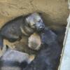 German Shepherd Sable Puppies for Sale