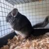 Chinchillas available