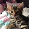 TICA Purebred Brown Rosetted Bengal Kittens