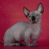 Bambino sphynx female black solid