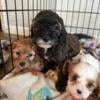 $550 cavapoo puppies, new Prague