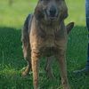 Adult german shepherds for adoption/sale