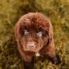 Newfoundland puppies