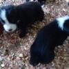 Old English Sheepdog/German Shepard Mix Puppies