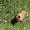 Chow Chow puppies