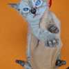 Royal Bengal Cattery - BENGAL KITTENS FOR SALE