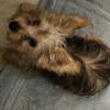 Yorkie puppy 5 months old