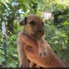 Catahoula bully puppies