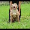 American Bully Females 