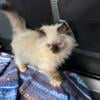 BEAUTIFUL BLUE EYE Himalayan Kittens PRICE LOWERED