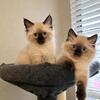 Beautiful Blue-Eyed Siamese Brothers – 10 Weeks Old