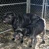CANE CORSO PUPPIES have arrived 